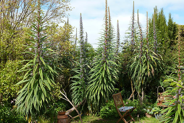 echium pininana