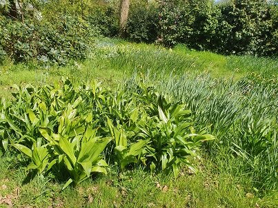 feuilles colchiques.jpg