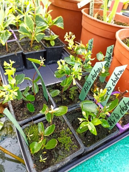 abélia grandiflora