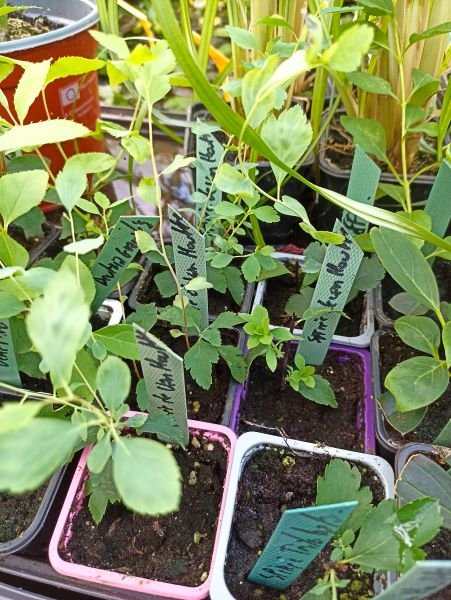 spirée van houtte/trilobata ??