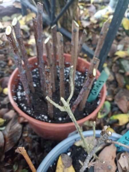 Cotinus