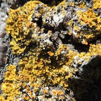 2023.03.28 lichen xanthoria parietina chêne recadré compressé.JPG