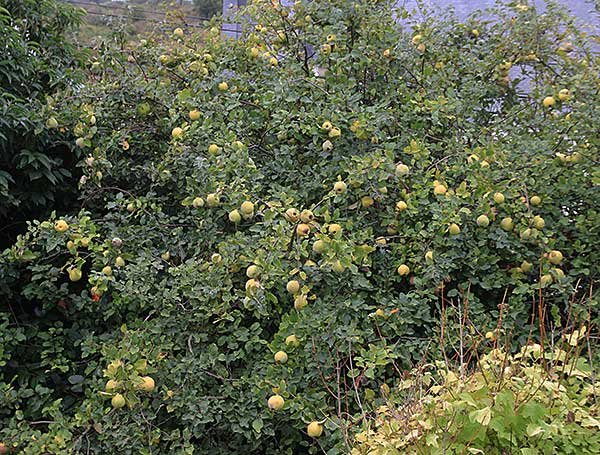 cognassier-fruits-1.jpg