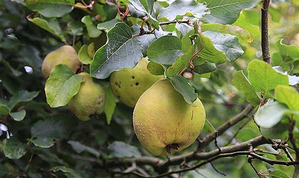 cognassier-fruits-2.jpg