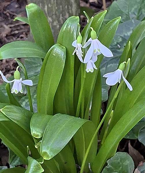 galanthus.jpg