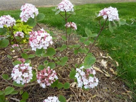 viburnum.jpg