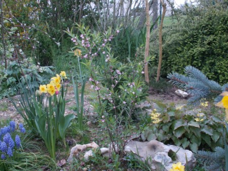 jardin 148 450x337.jpg