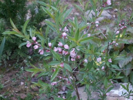 jardin 150 450x337.jpg