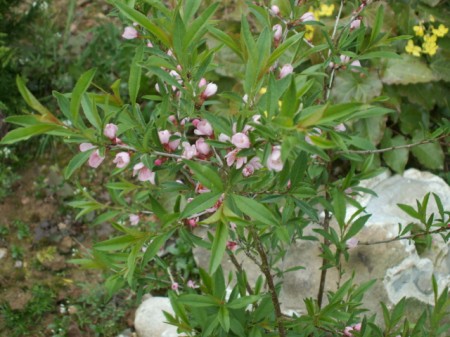 jardin 145 450x337.jpg