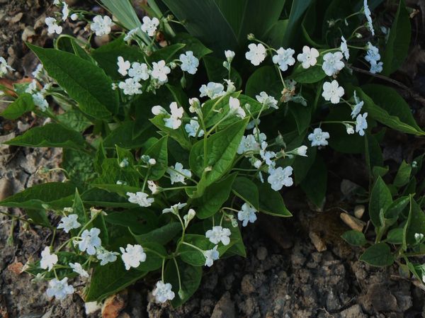 omphalodes verna alba 20 04 10 0.jpg