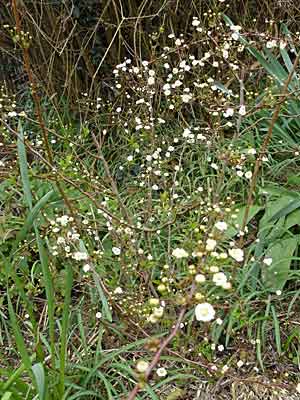 PrunusGAP1.jpg