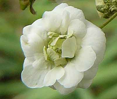 PrunusGAP2.jpg