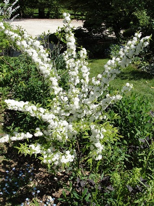 PRUNUS GLANDULOSA FLORE PLENA.jpg